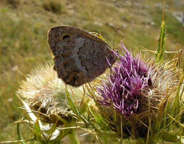 Farfalle dal Gran Sasso